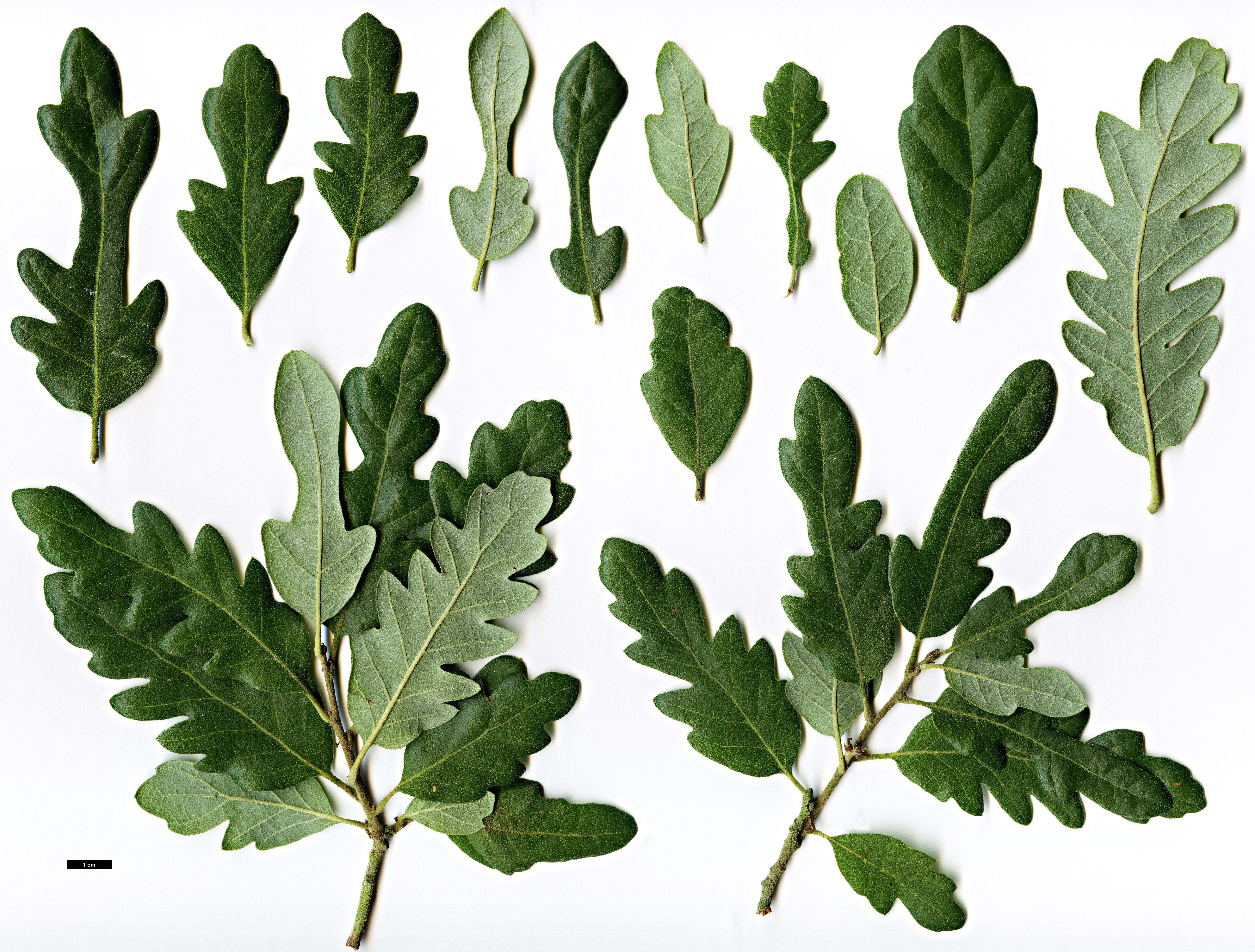 High resolution image: Family: Fagaceae - Genus: Quercus - Taxon: ×hispanica - SpeciesSub: 'Diversifolia' (Q.cerris × Q.suber)
